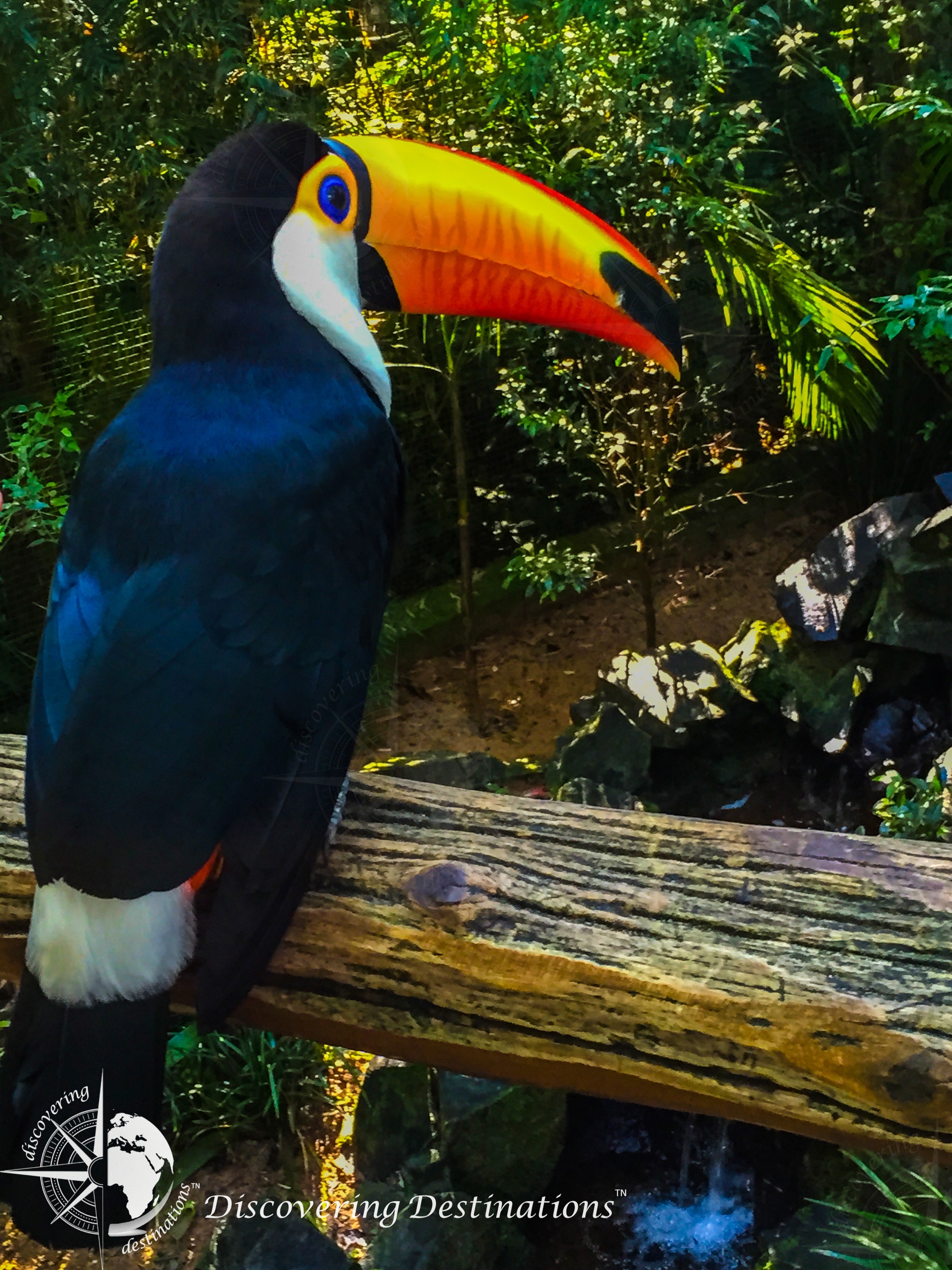 Foz do Iguaçu - parque das aves